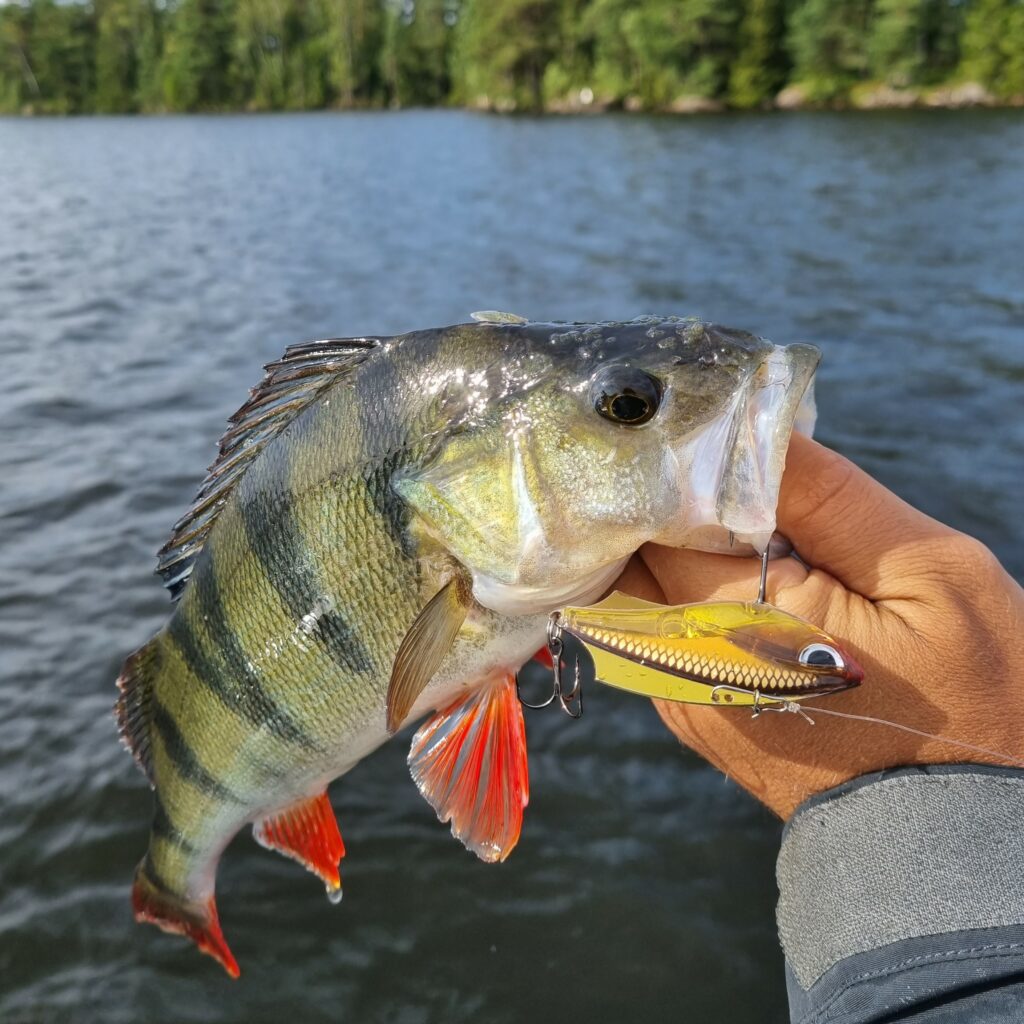 Storm jiggar-arkiv - Rapala Proguide Sverige